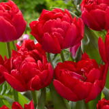 Tulip First Price
