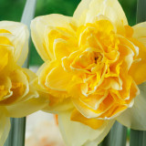 Narcissi Great Leap