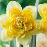 Narcissi Great Leap Narcissi Great Leap