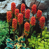 Arum italicum