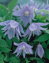 Clematis Alpina