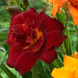 Hemerocallis Highland Lord Hemerocallis Highland Lord