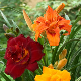 Hemerocallis Highland Lord