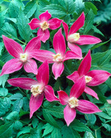 Clematis Alpina Ruby 7cm Pot
