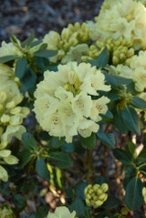 Rhododendron Goldkrone