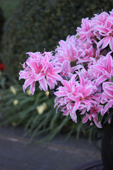 Azalea japonica Pink Spider