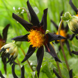 Dahlia Verrones Obsidian