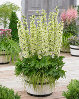 Delphinium Highlander Morning Sunrise