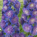 Delphinium Highlander Sweet Sensation