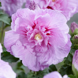 Hibiscus syriacus 'Lavender Chiffon'