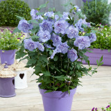 Hibiscus syriacus 'Blue Chiffon' (sub Ardens)