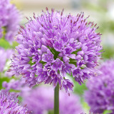 Allium Angulosm