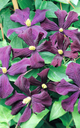 Clematis Etoile Violette