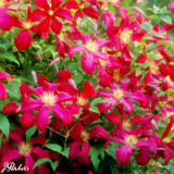 Clematis Madame Julia Correvon