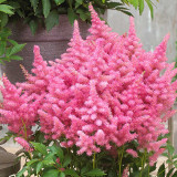 Astilbe Honky Tonk