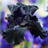 Iris germanica 'Obsidian'