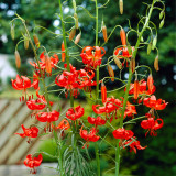 Lilium Tenuifolium