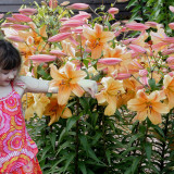Lilium Orania