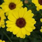 Argyranthemum Grandaisy Bright Yellow