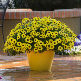 Argyranthemum Grandaisy Bright Yellow