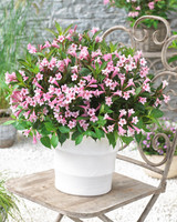 Weigela Pink Poppet