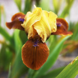 Iris pumila 'Gypsy Boy' (Dwarf Bearded)