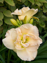 Hemerocallis Jean Swann Hemerocallis Jean Swann