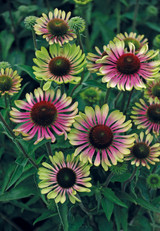 Echinacea Green Twister