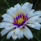 Catananche caerulea Alba (9cm Pot)