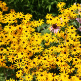 Rudbeckia Goldsturm