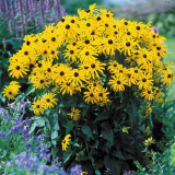 Rudbeckia Goldsturm