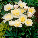 Peony lactiflora Honey Gold