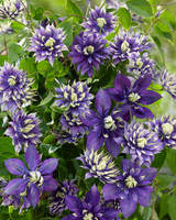 Clematis Taiga P7