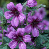 Geranium Sue Crug