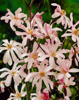 Magnolia stellata 'Rosea'