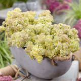 Sedum takesimense Atlantis