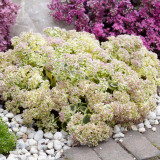 Sedum takesimense Atlantis