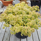 Sedum takesimense Atlantis