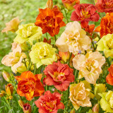 Hemerocallis Double Mixed Hemerocallis Double Mixed