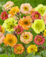 Geum Cocktail Mixed Geum Cocktail Mixed