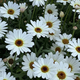 Argyranthemum Grandaisy Ivory White
