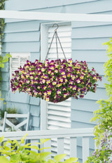 Trailing Pansy Cool Wave Raspberry Swirl