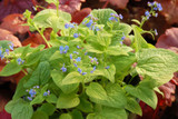 Brunnera macrophylla Diane’s Gold
