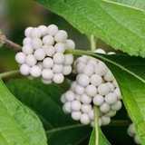 Callicarpa japonica Leucocarpa