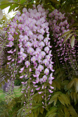 Wisteria sinensis Rosea