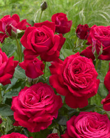 Rose Dame De Coeur