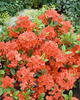 Azalea Geisha Orange