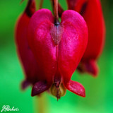 Dicentra formosa Bacchanal