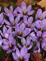 Crocus Sativus Saffron 7/8cm