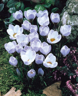 Crocus chrysanthus Blue Pearl Crocus chrysanthus Blue Pearl
